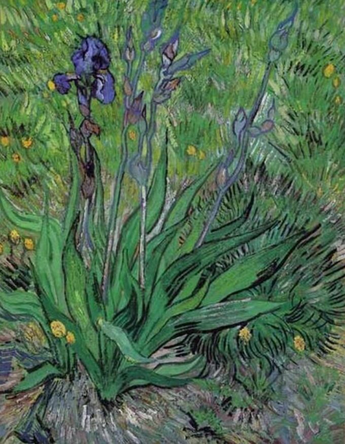 The Irises II - Van Gogh