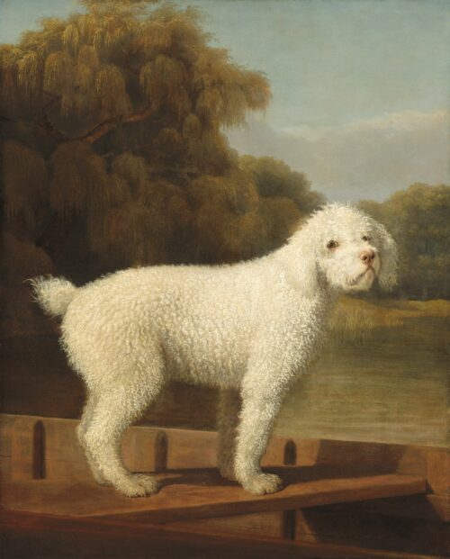 Caniche Blanc dans un Punt - George Stubbs - Reproductions de tableaux et peintures haut de gamme