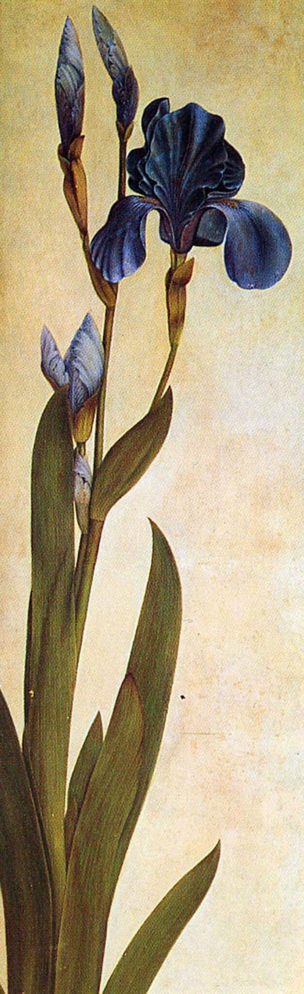 Translated into English for the following title: An Iris - Albrecht Dürer