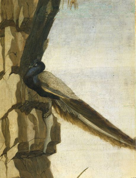 Peacock - Sandro Botticelli