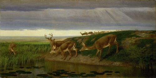 Cerf dans la prairie, 1884 - William Holbrook Beard - Reproductions de tableaux et peintures haut de gamme