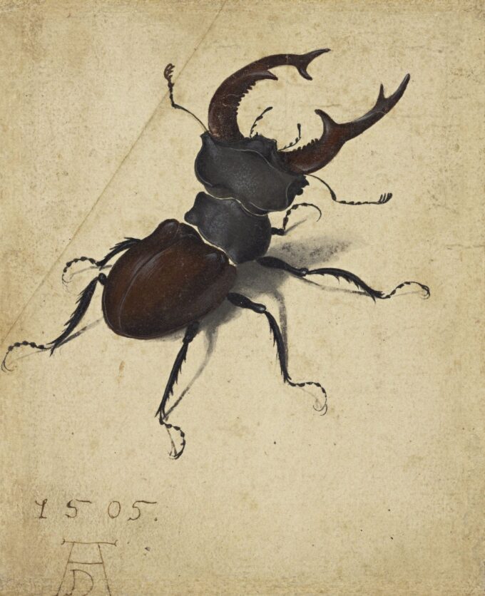 Wood Beetle - Albrecht Dürer