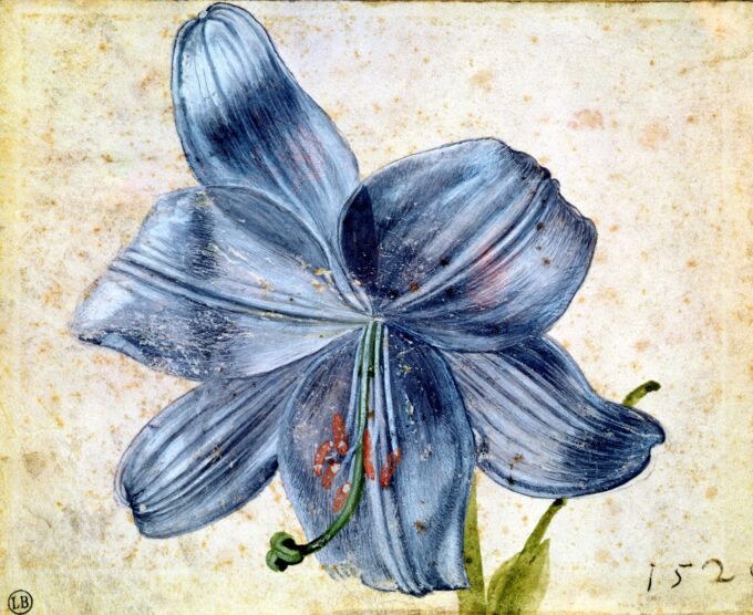 Study of a Lily - Albrecht Dürer