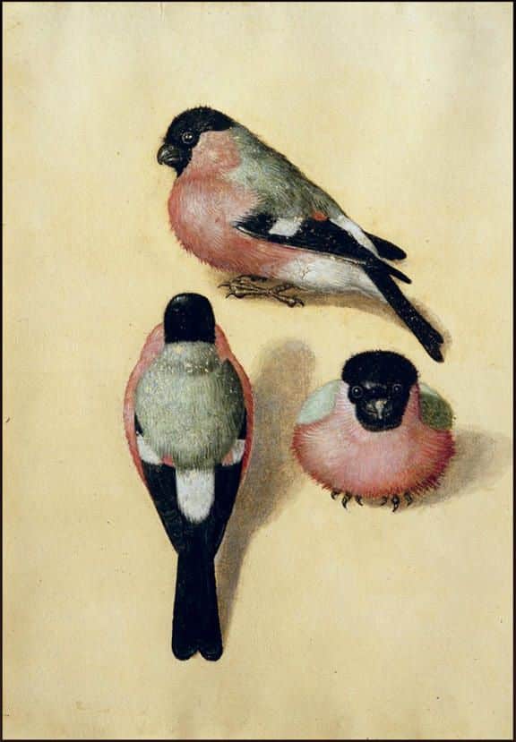 Three studies of a bullfinch (watercolor)