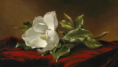 Magnolia Grandiflora - Martin Johnson Heade - Reproductions de tableaux et peintures haut de gamme