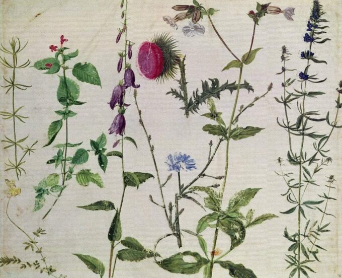 Eight Studies on Wild Flowers - Albrecht Dürer