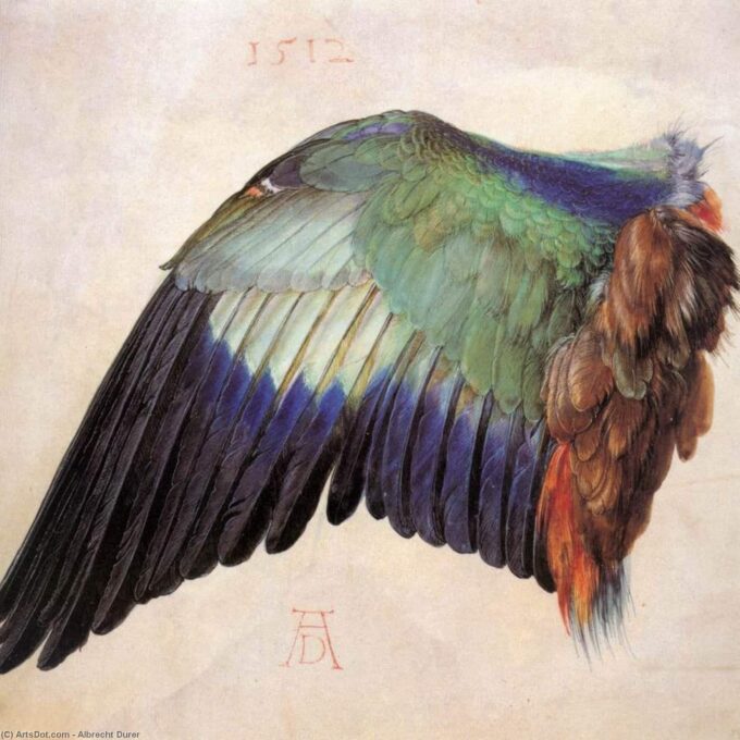 Wing of a Blue Roller - Albrecht Dürer