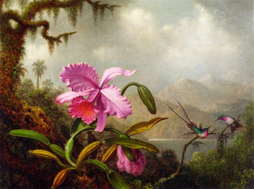 Orchidées et colibris - Martin Johnson Heade - Reproductions de tableaux et peintures haut de gamme