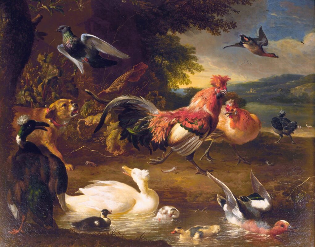 Poules et canards - Melchior d'Hondecoeter - Reproductions de tableaux et peintures haut de gamme