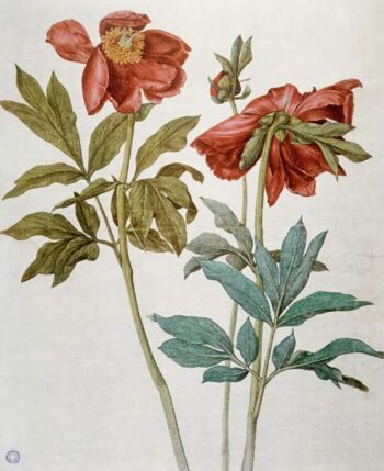 Peonies  - Albrecht Dürer - Reproductions de tableaux et peintures haut de gamme