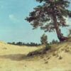 Pin dans le sable  - Ivan Shishkin - Reproductions de tableaux et peintures haut de gamme