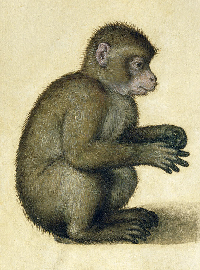 A Monkey - Albrecht Dürer