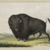 Buffalo Bull Grazing - George Catlin - Reproductions de tableaux et peintures haut de gamme