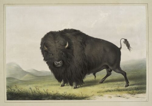 Buffalo Bull Grazing - George Catlin - Reproductions de tableaux et peintures haut de gamme