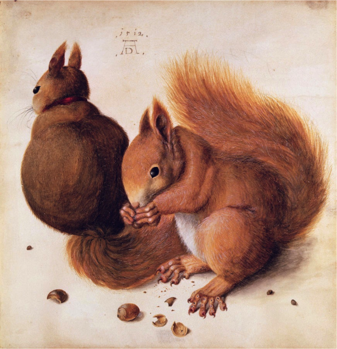 Squirrels - Albrecht Dürer