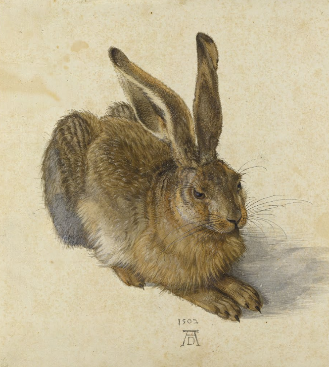 The Hare - Albrecht Dürer