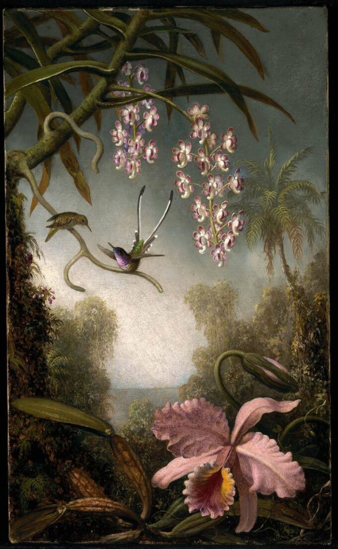 Orchidées et Spray Orchids avec Colibri - Martin Johnson Heade - Reproductions de tableaux et peintures haut de gamme