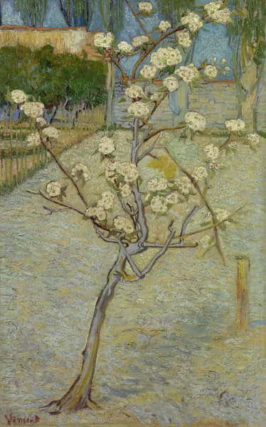 Small pear tree in blossom - Van Gogh